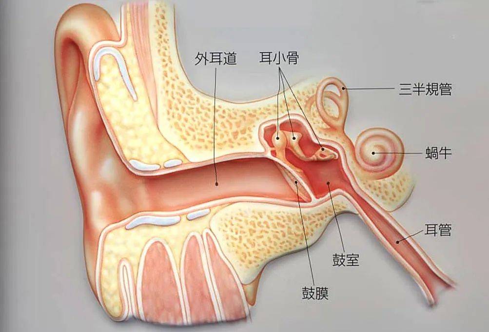 常见问题篇：这些听力误区，你可能也有！