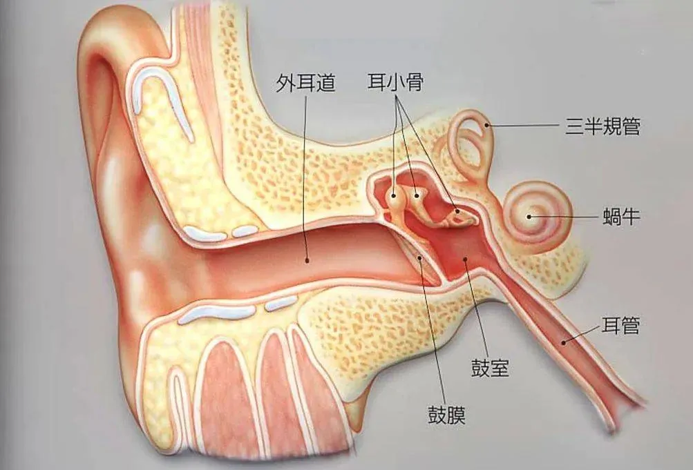 常见问题篇：这些听力误区，你可能也有！