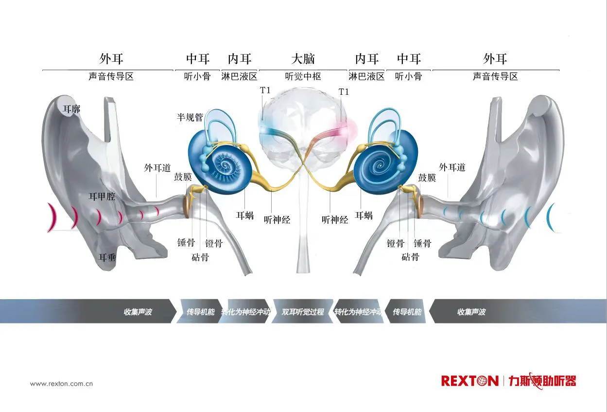 听见世界，别让听力悄悄退场｜早筛查、科学干预，重拾清晰聆听
